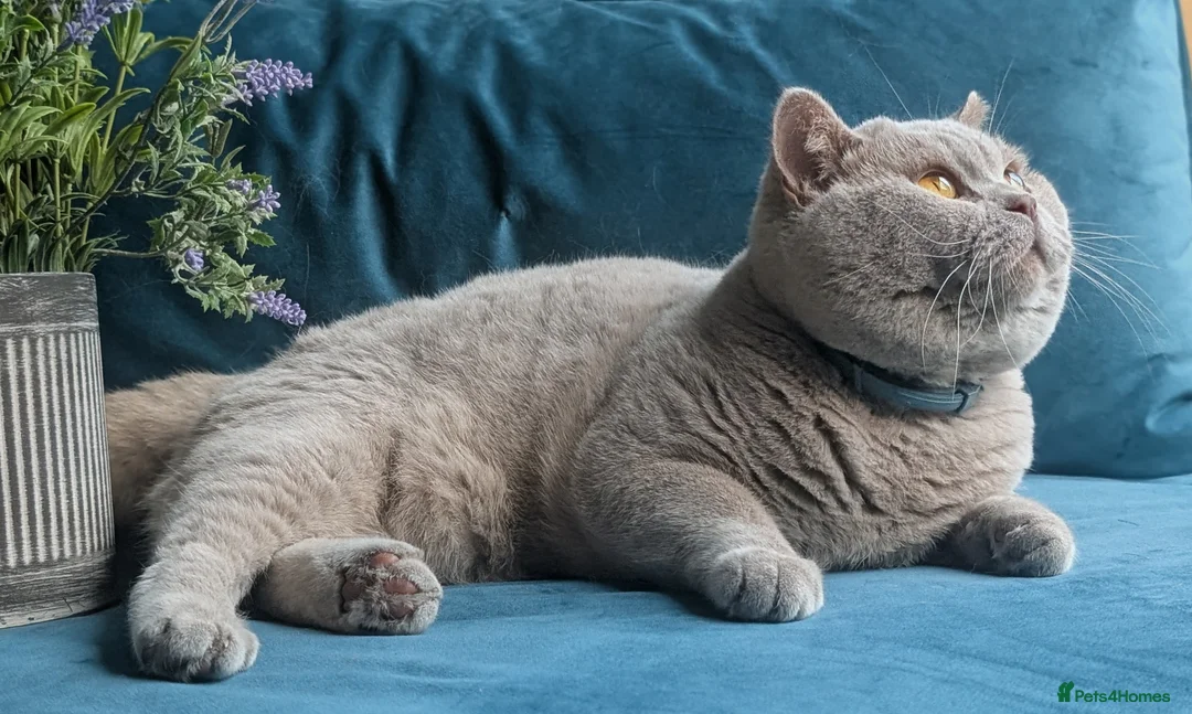 British Shorthair cats for stud: GCCF CHAMPION,TICA registered  in Barnsley - Advert 10