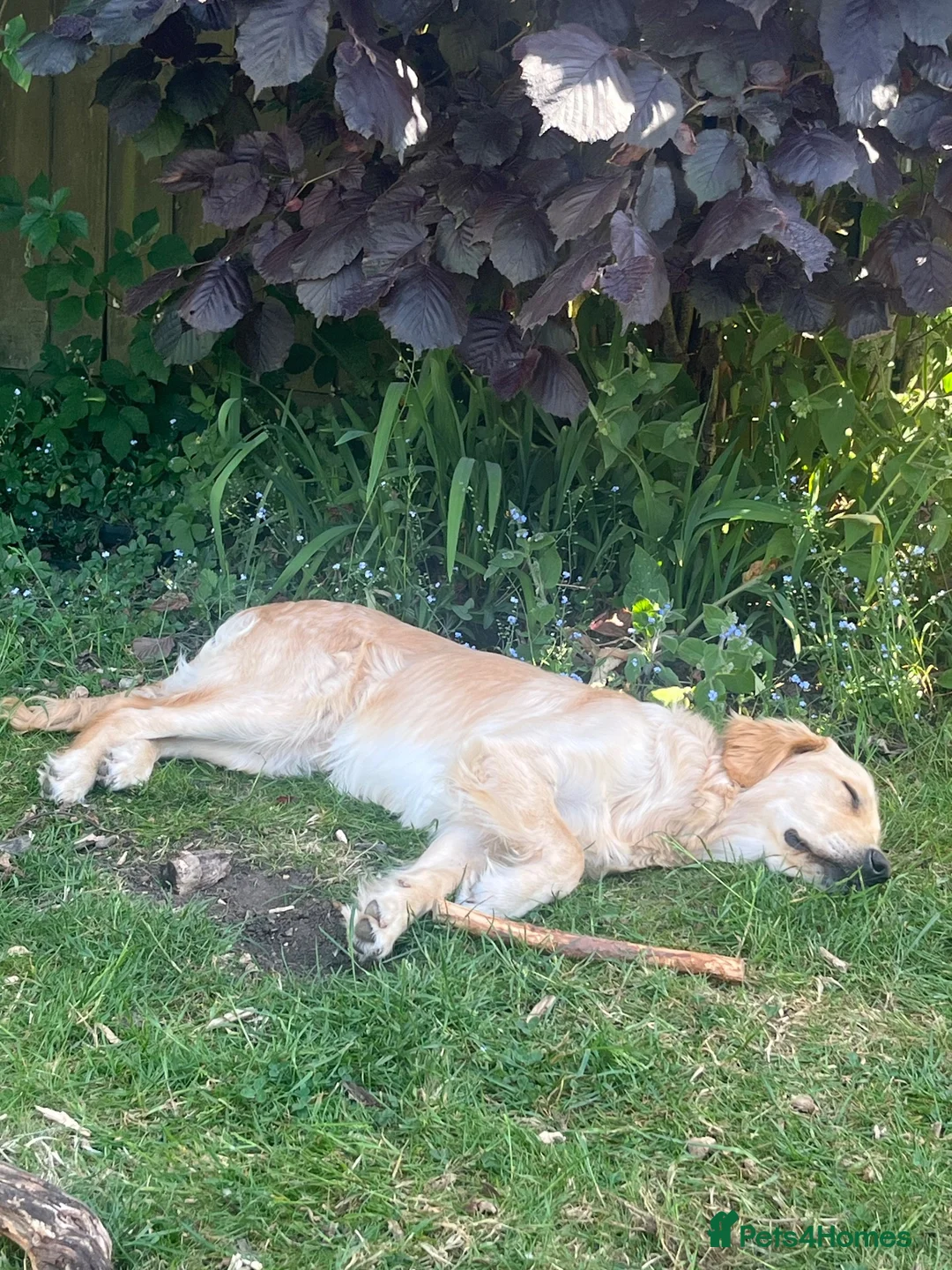 Golden Retriever dogs for sale: 11 month male golden retriever  in High Wycombe - Advert 2