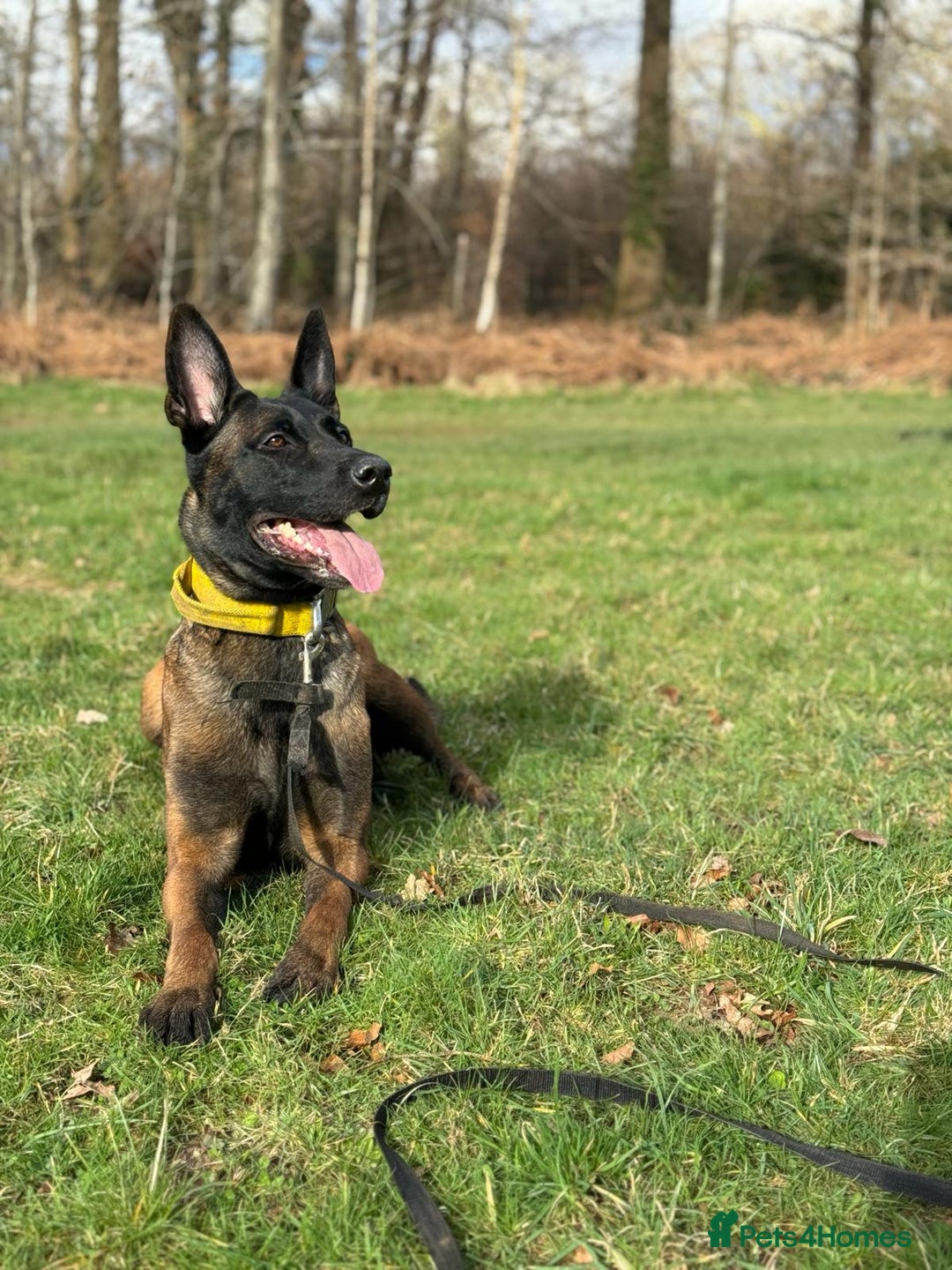 Belgian Shepherd Dog dogs for sale: Belgian Malinois x Dutch - Female 4 Yrs - Image 13