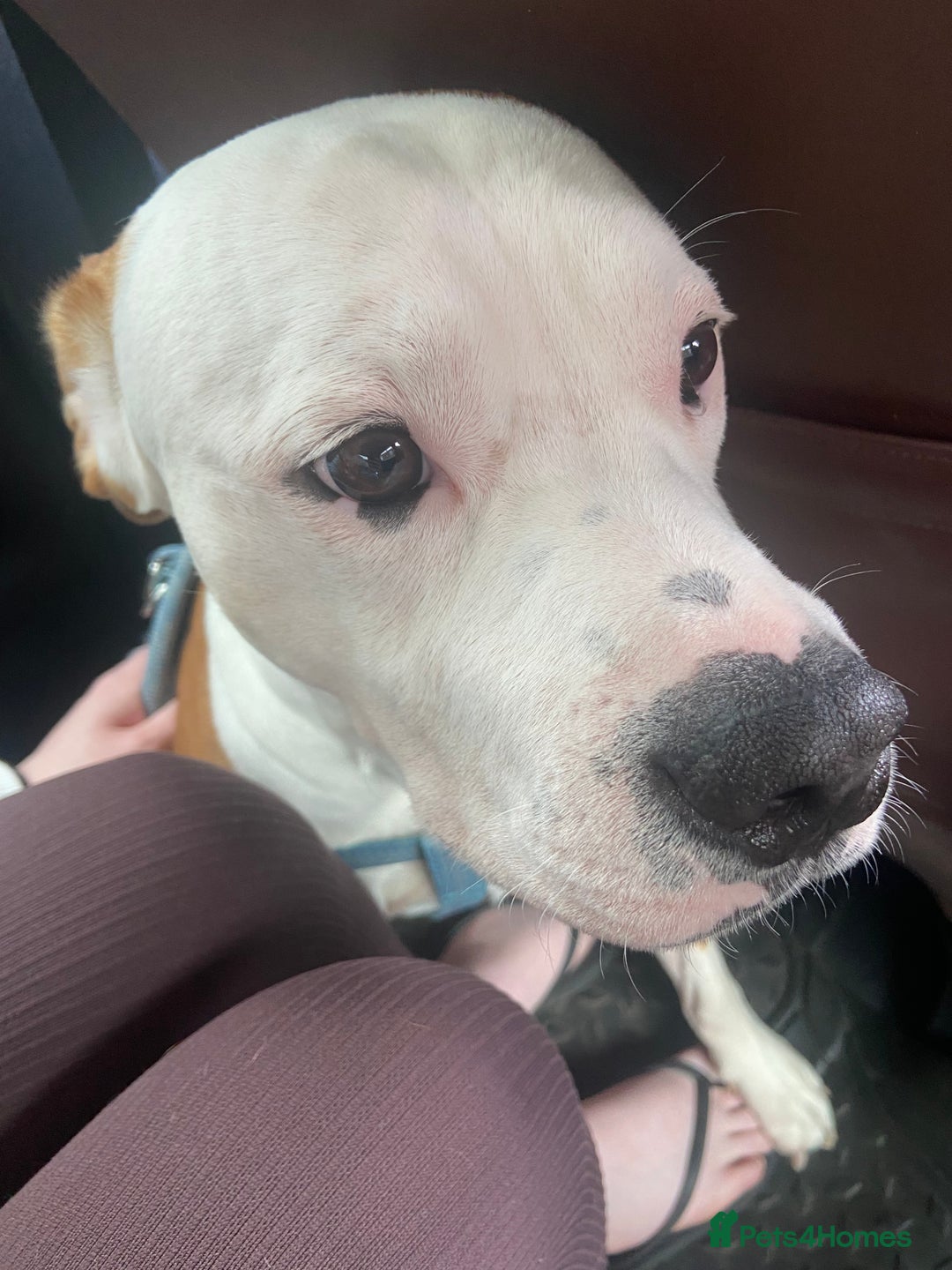 Mixed Breed dogs for sale: 1 staffy x Cockapoo - Image 1