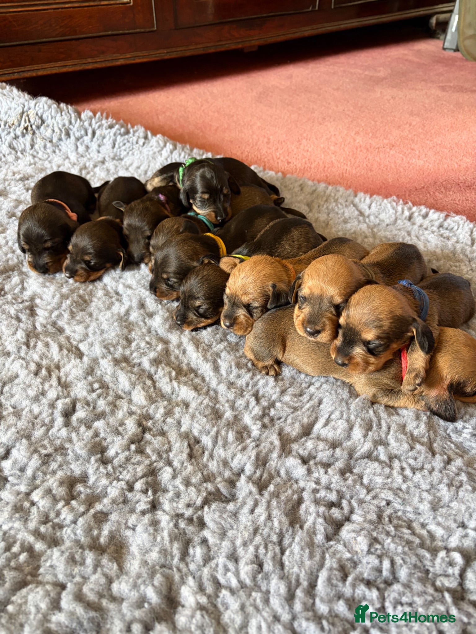 Dachshund dogs Beautiful Pedigree Wire-Haired Dachshund Puppies - Advert 1