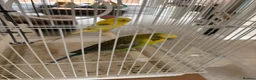 Budgerigars birds for sale: Black Wing Male & Yellow Female and Cage Included - Advert 2