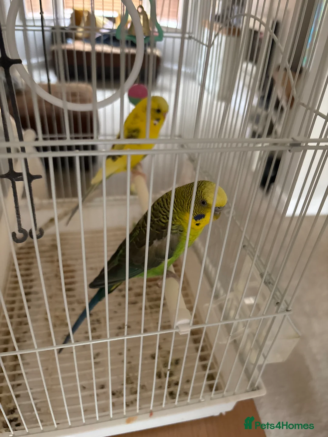 Budgerigars birds for sale: Black Wing Male & Yellow Female and Cage Included - Advert 2