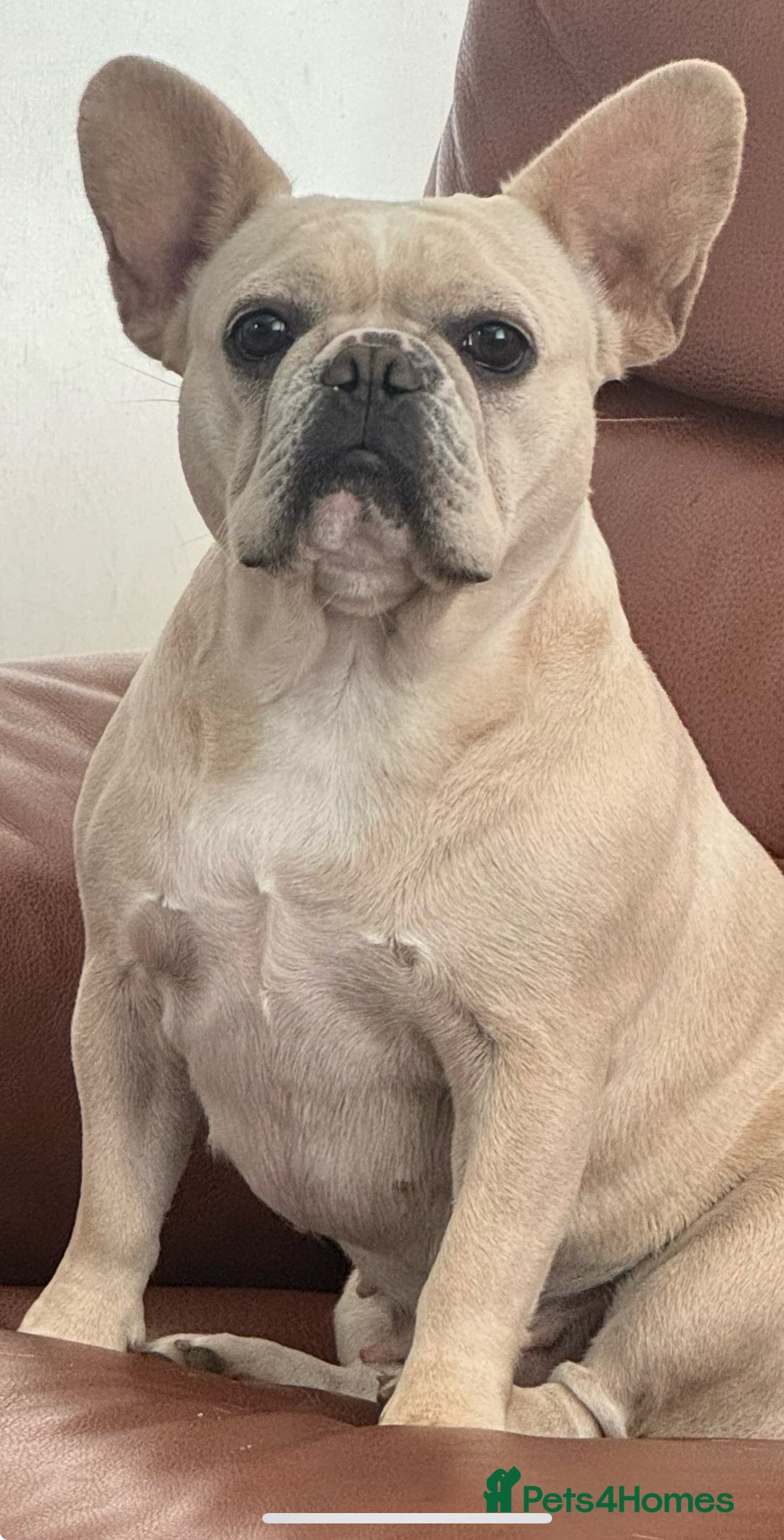 French Bulldog dogs for sale: last girl ready to leave now 🐾⚡️ - Advert 23