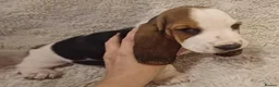 Basset Hound dogs for sale: Beautiful basset hounds - Advert 5