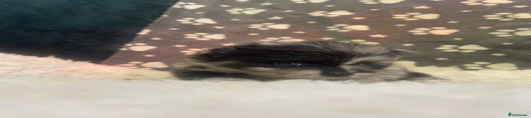Pomeranian Puppy 6