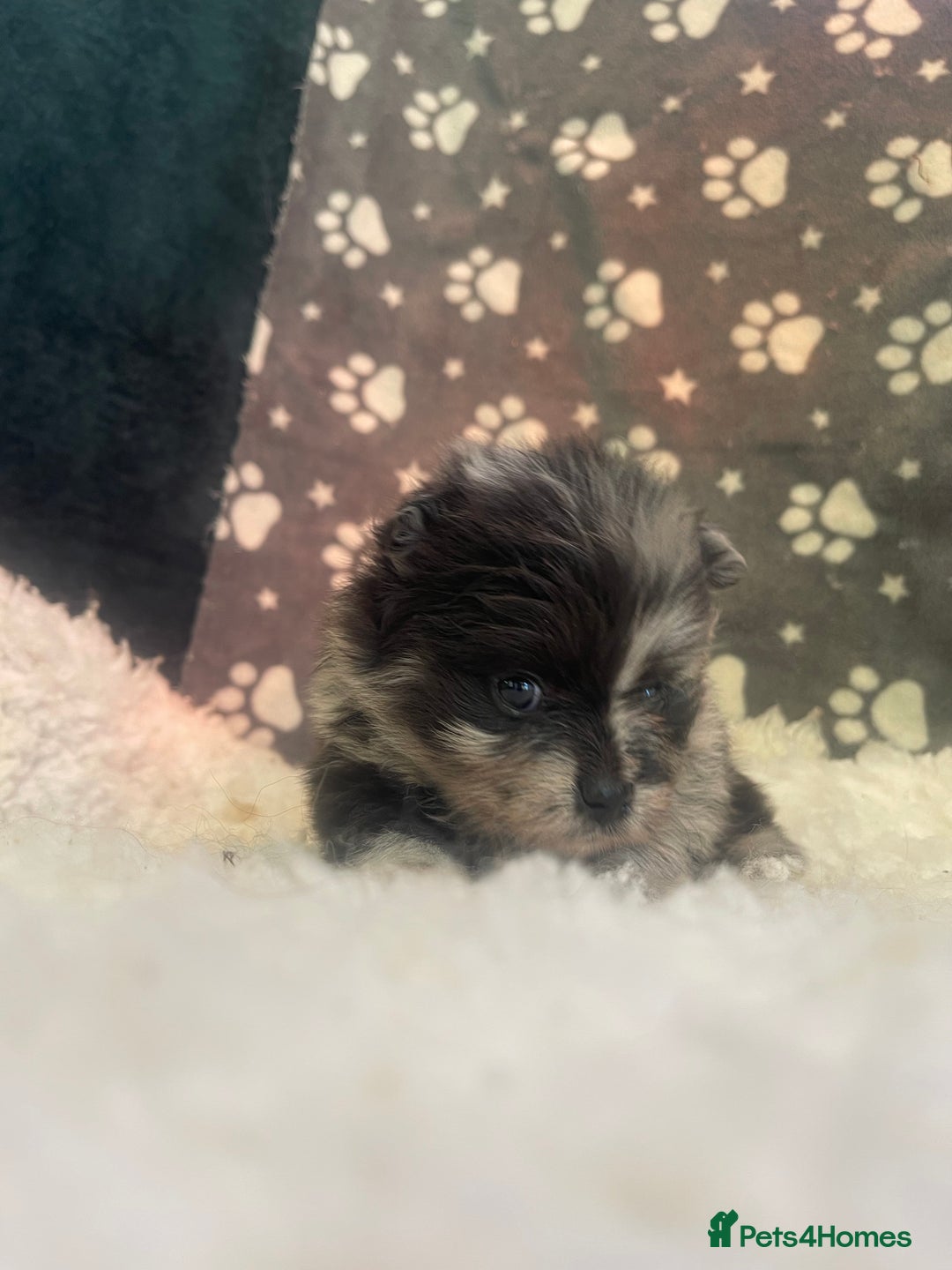 Pomeranian dogs for sale: Stunning litter merl Pomeranian - Image 6