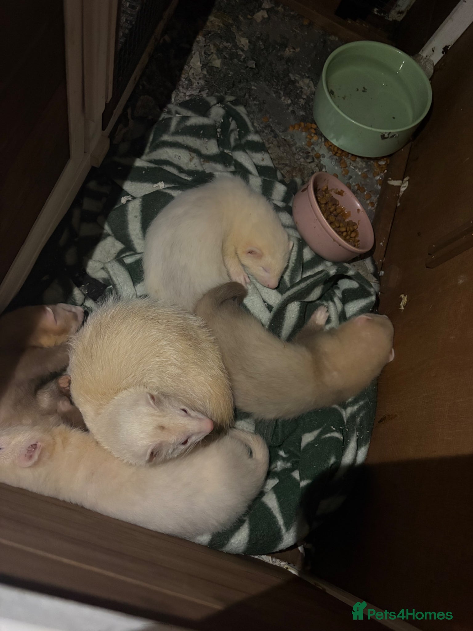 Ferret rodents Jill and hob kits  - Advert 19