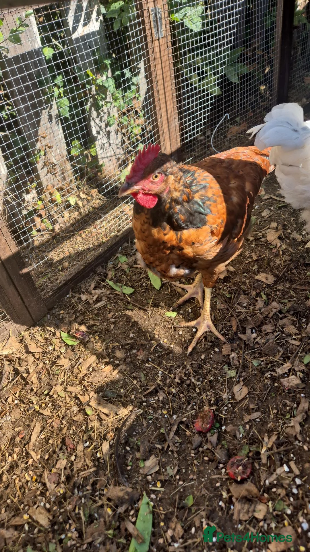 Chickens poultry for sale: Young roos barnevelder mix in Stamford - Advert 2
