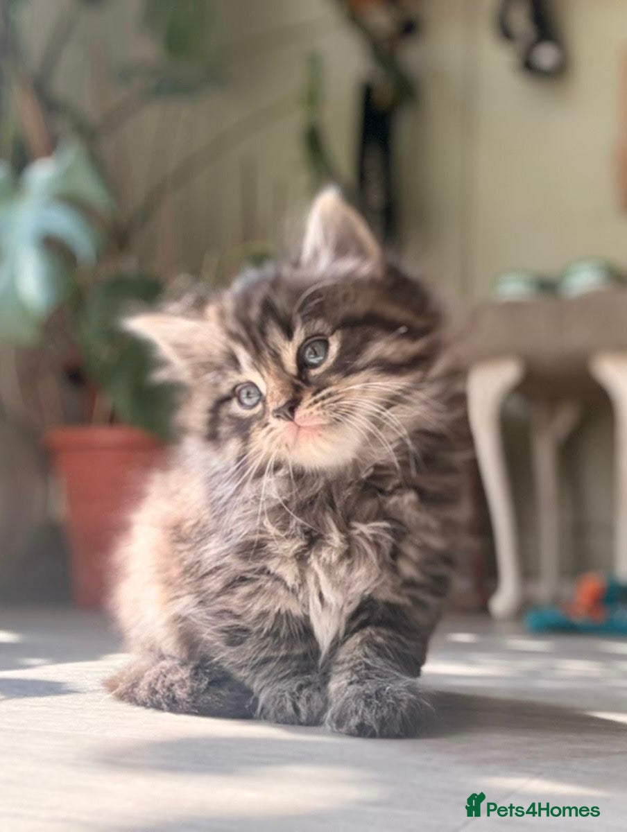 Mixed Breed cats Adorable Kittens for sale - Advert 1