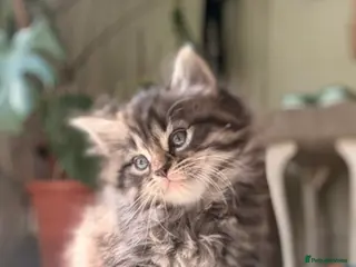 Mixed Breed cats Adorable Kittens for sale - Advert 1