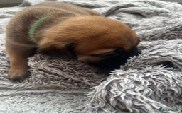 Cane Corso dogs for sale: Cane corsos puppies  - Advert 19