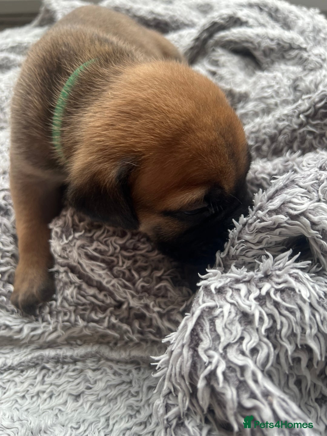 Cane Corso dogs for sale: Cane corsos puppies  - Advert 19