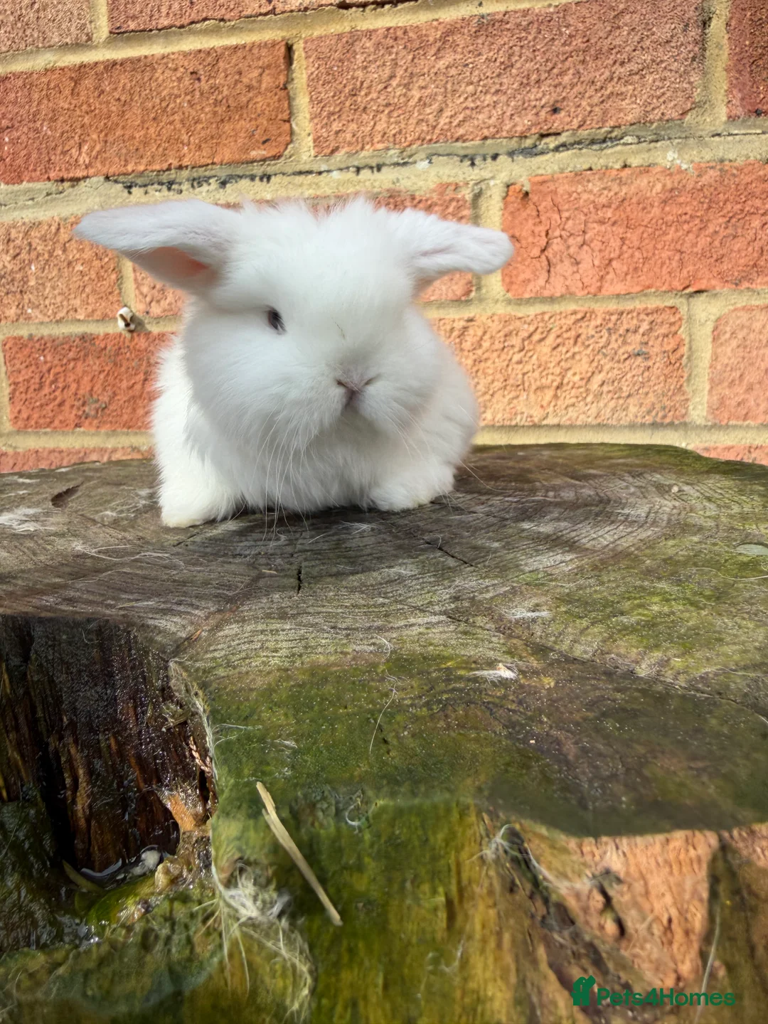 Mini Lop rabbits for sale: Mini Lops available - Advert 17