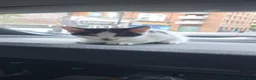 Domestic Shorthair cats for sale: 2 adorable kittens,comes with everything u need  in London - Advert 2