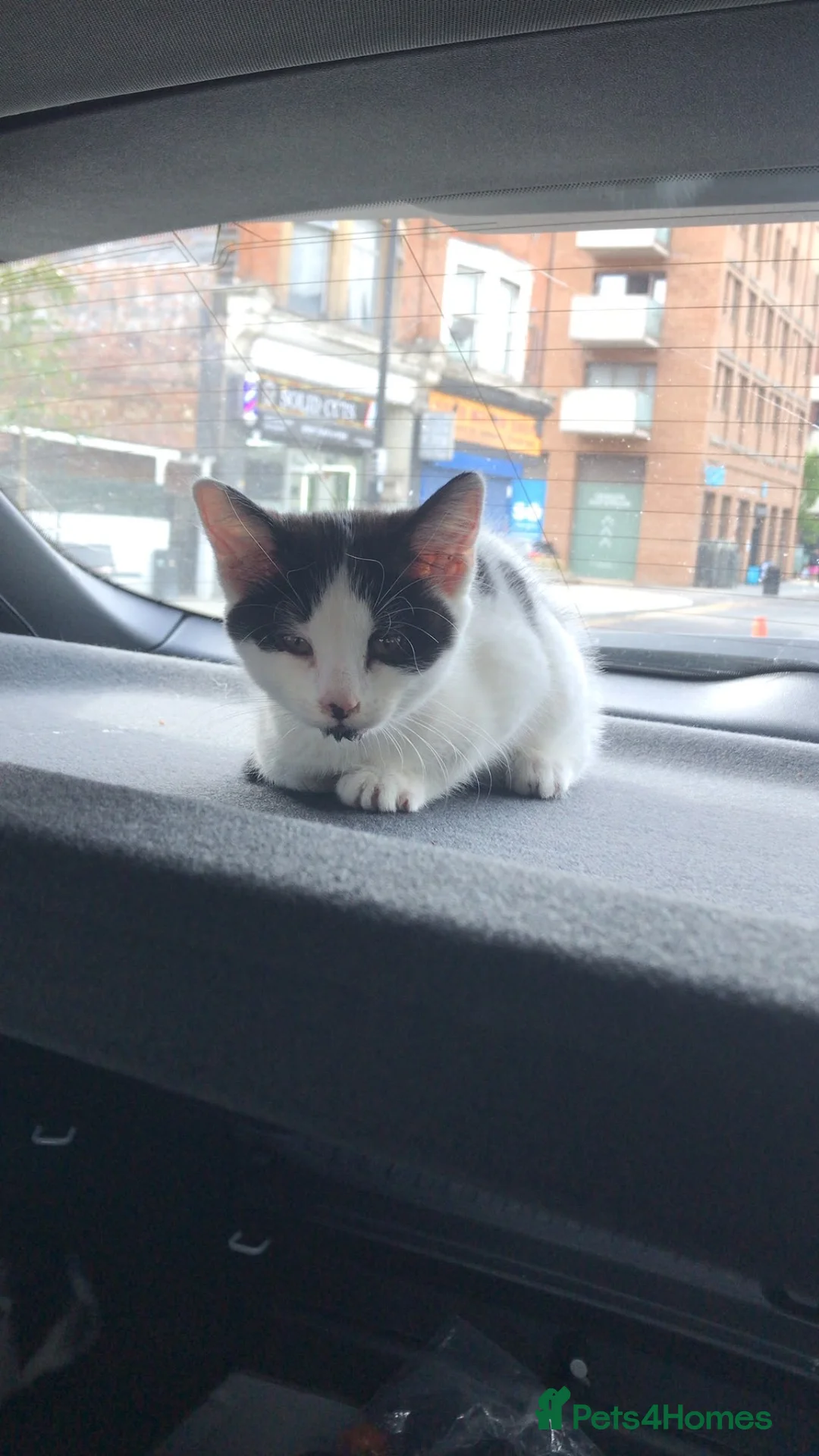Domestic Shorthair cats for sale: 2 adorable kittens,comes with everything u need  in London - Advert 2