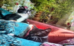 British Shorthair cats for sale: Two cute and cuddly little girl kittens - Image 4