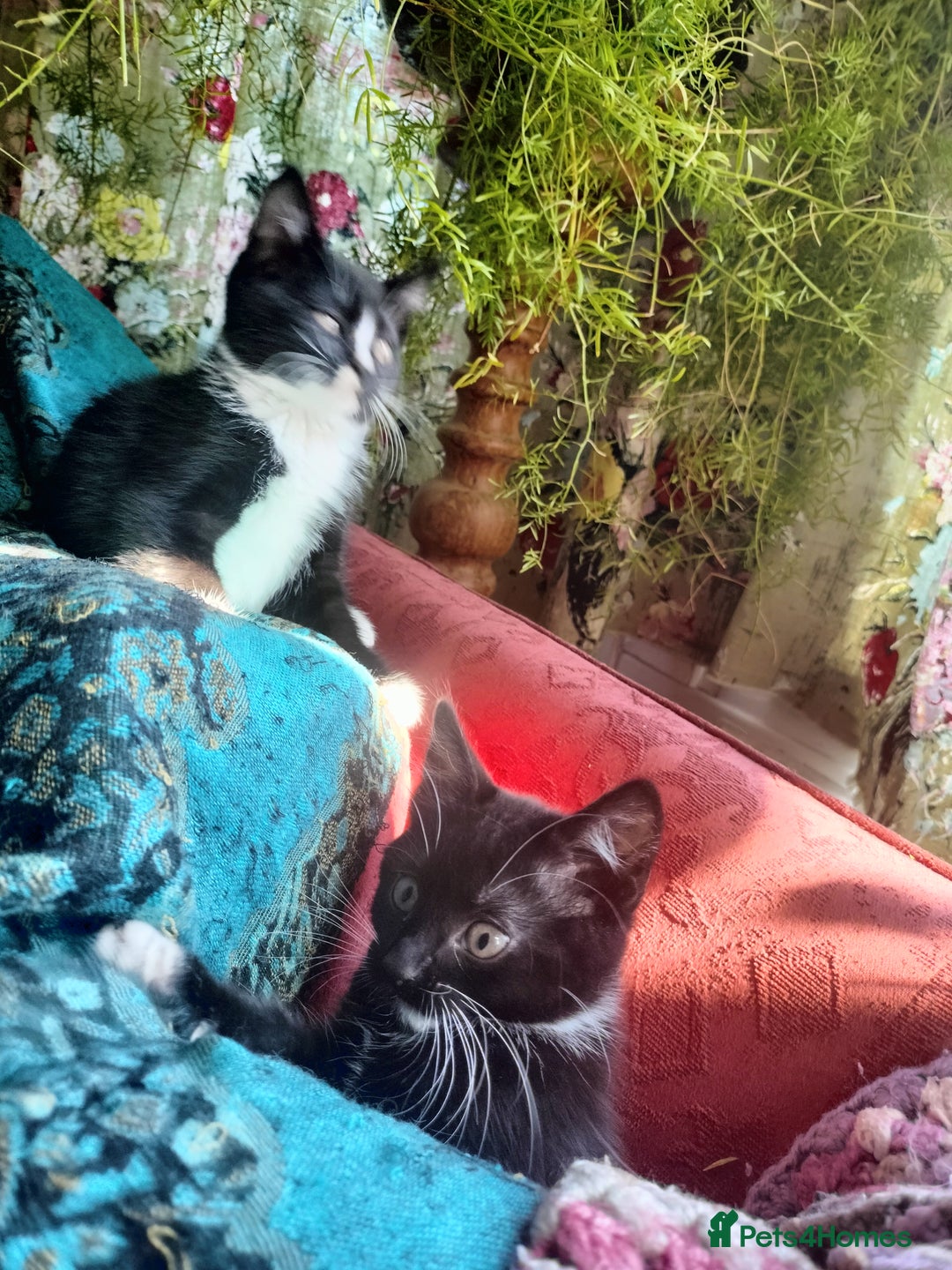 British Shorthair cats for sale: Two cute and cuddly little girl kittens - Image 4