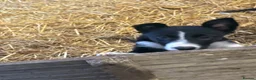 Border Collie dogs for sale: Border collie puppies in Bala - Advert 3
