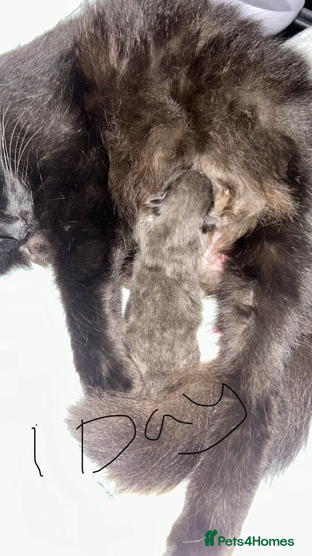 Maine Coon cats for sale: Male kitten for sale  - Advert 3