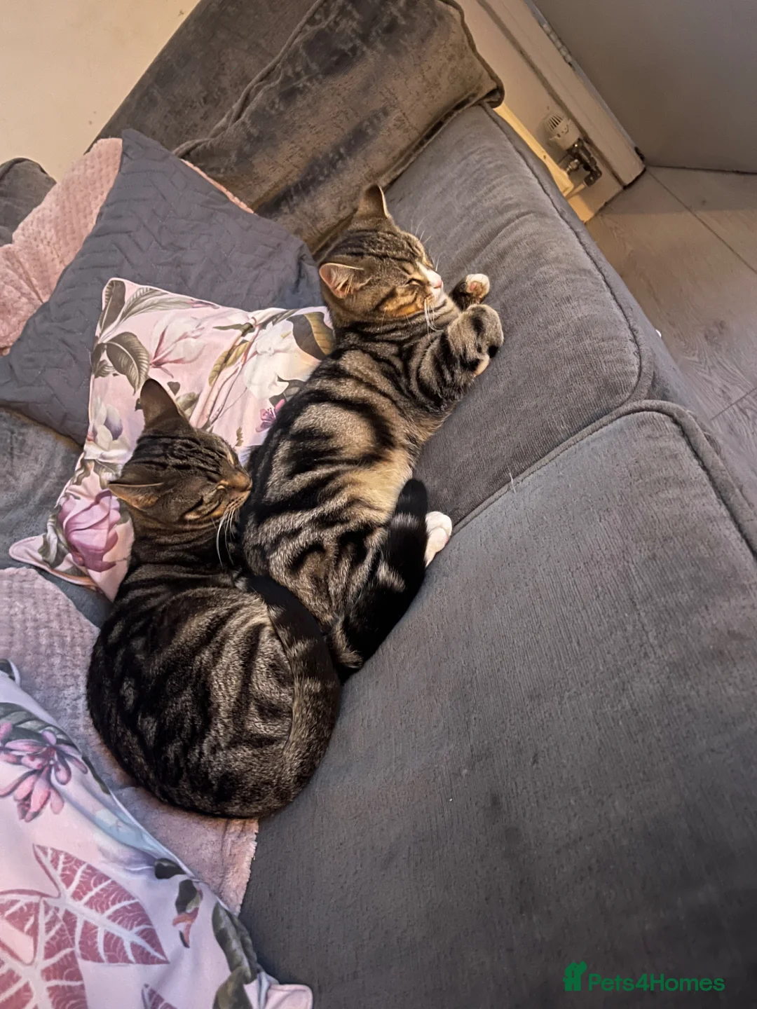 Mixed Breed cats for sale: 2 older kittens to go together  - Advert 1