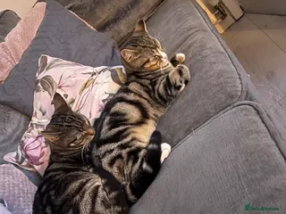 Mixed Breed cats 2 older kittens to go together - Advert 1