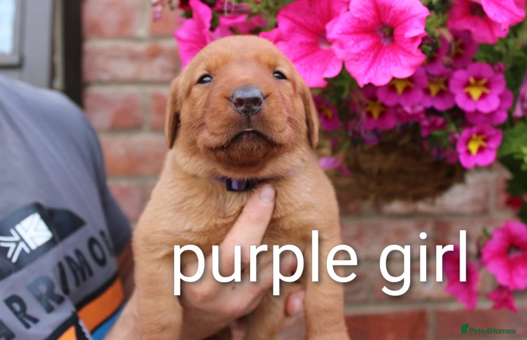 Labrador Retriever dogs for sale: KC REG FOX RED LABRADOR PUPPIES - Image 7