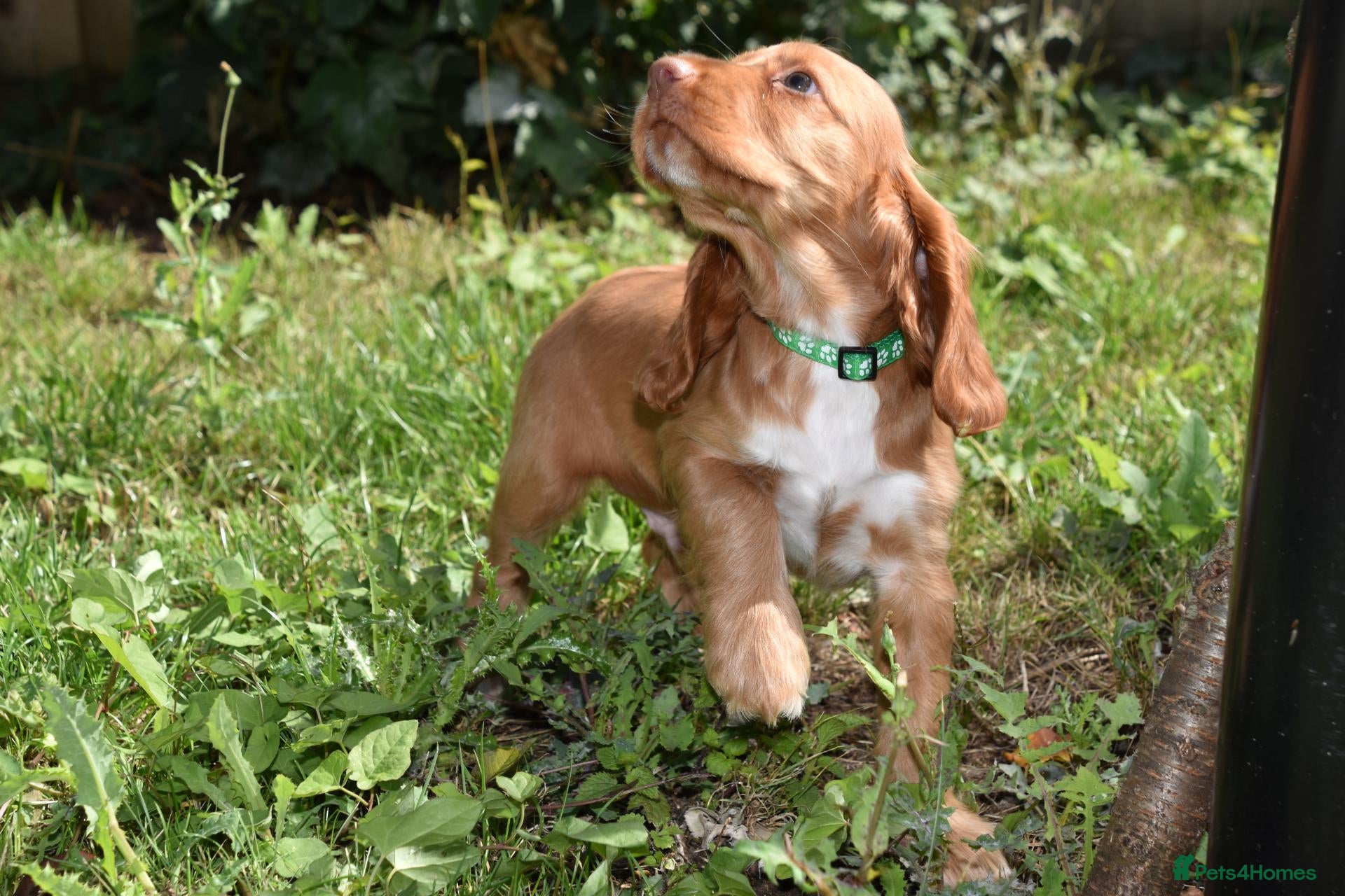 Cocker Spaniel dogs Fully Injected  Ready Now Kc Reg Show Type  - Advert 11