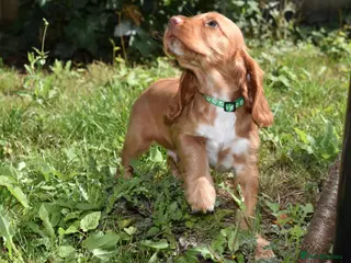 Cocker Spaniel dogs Fully Injected Ready Now Kc Reg Show Type - Advert 11
