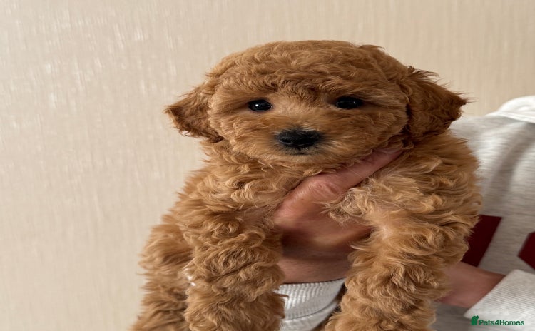 Toy Poodle dogs - Advert 2