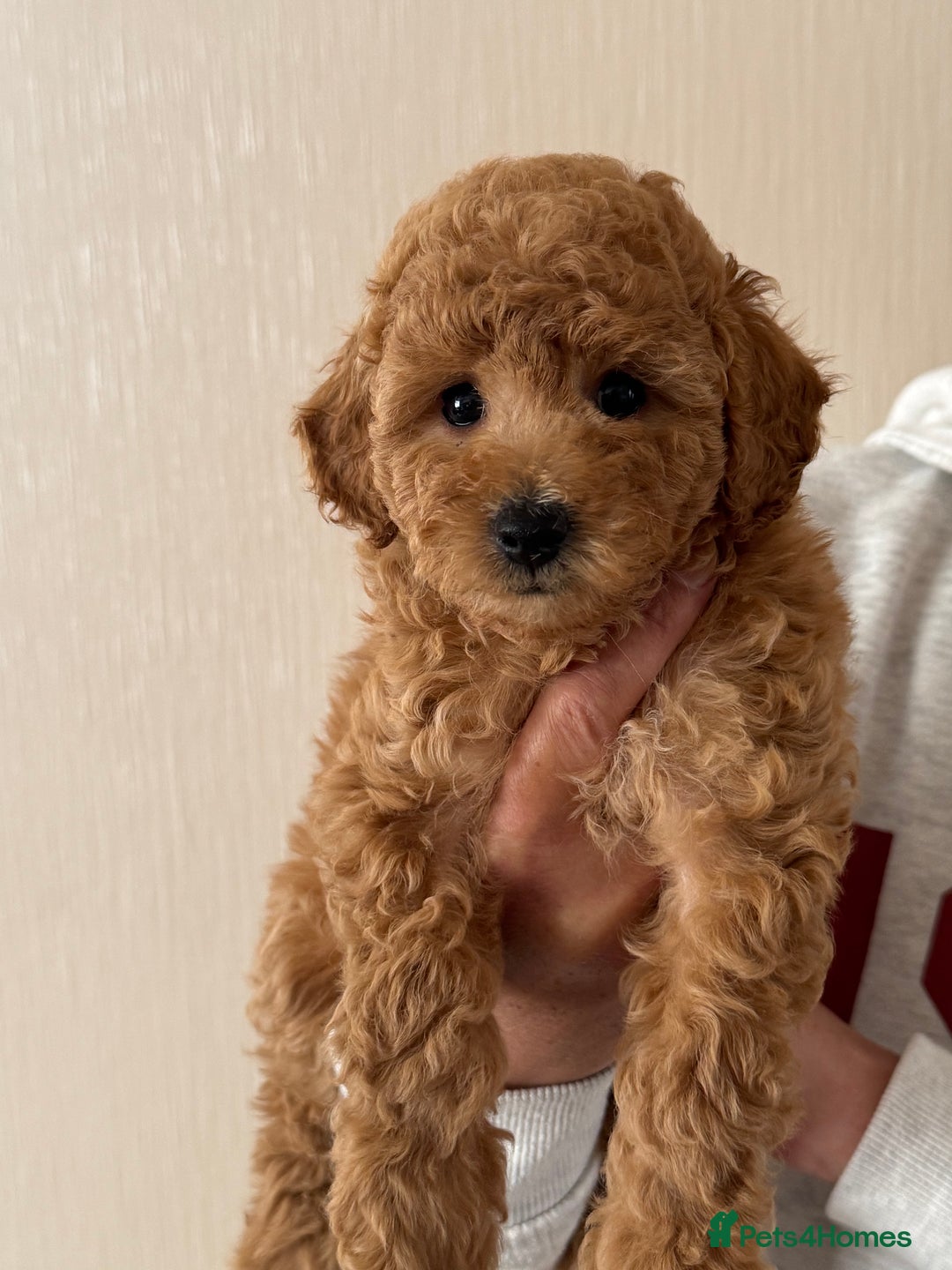 Toy Poodle dogs for sale: Last little girl toy poodle!!!! - Image 1