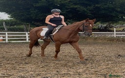 Irish Thoroughbred horses for sale: Outstanding 16.2 , 6 yr old tb gelding  - Image 18