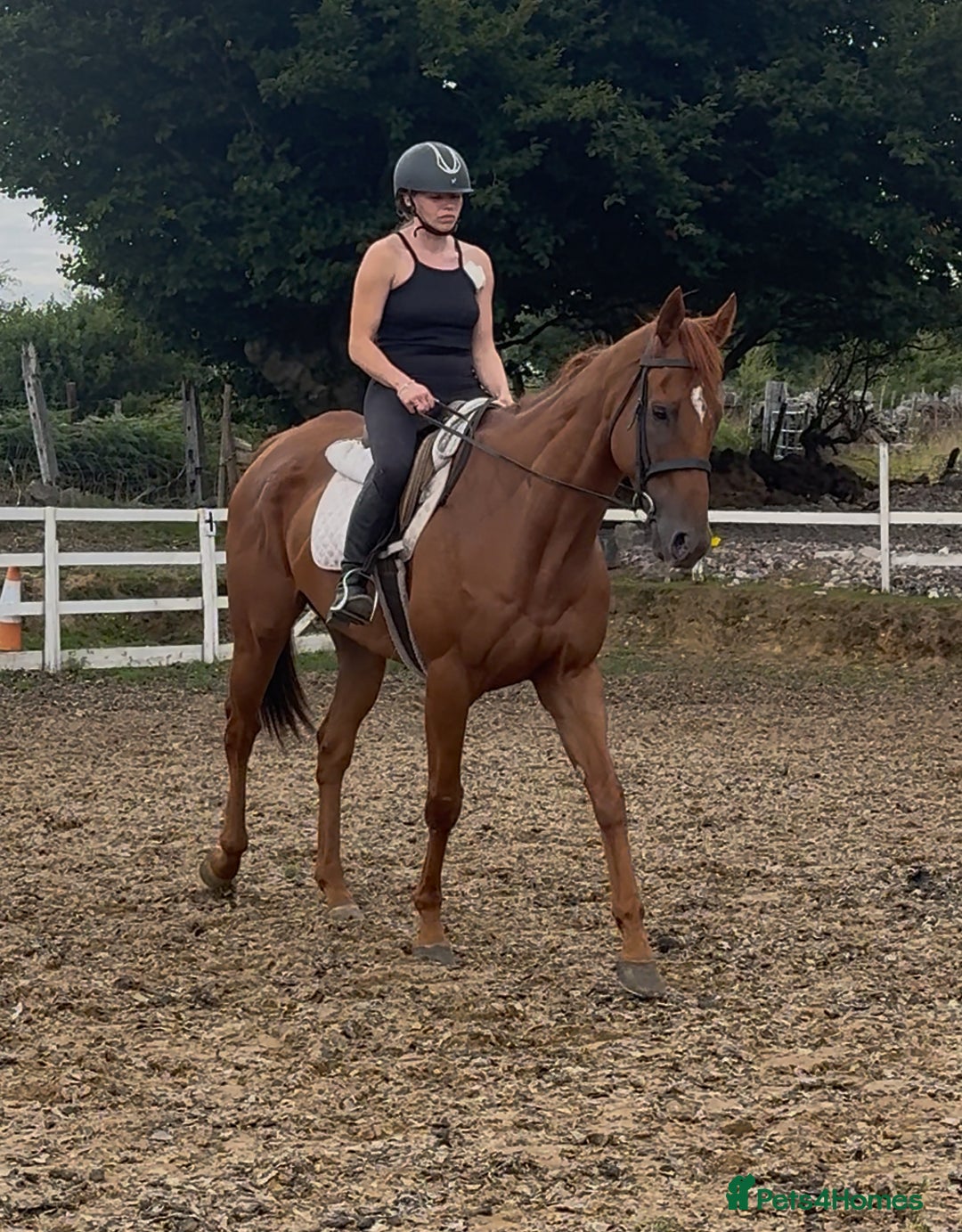 Irish Thoroughbred horses for sale: Outstanding 16.2 , 6 yr old tb gelding  - Image 18