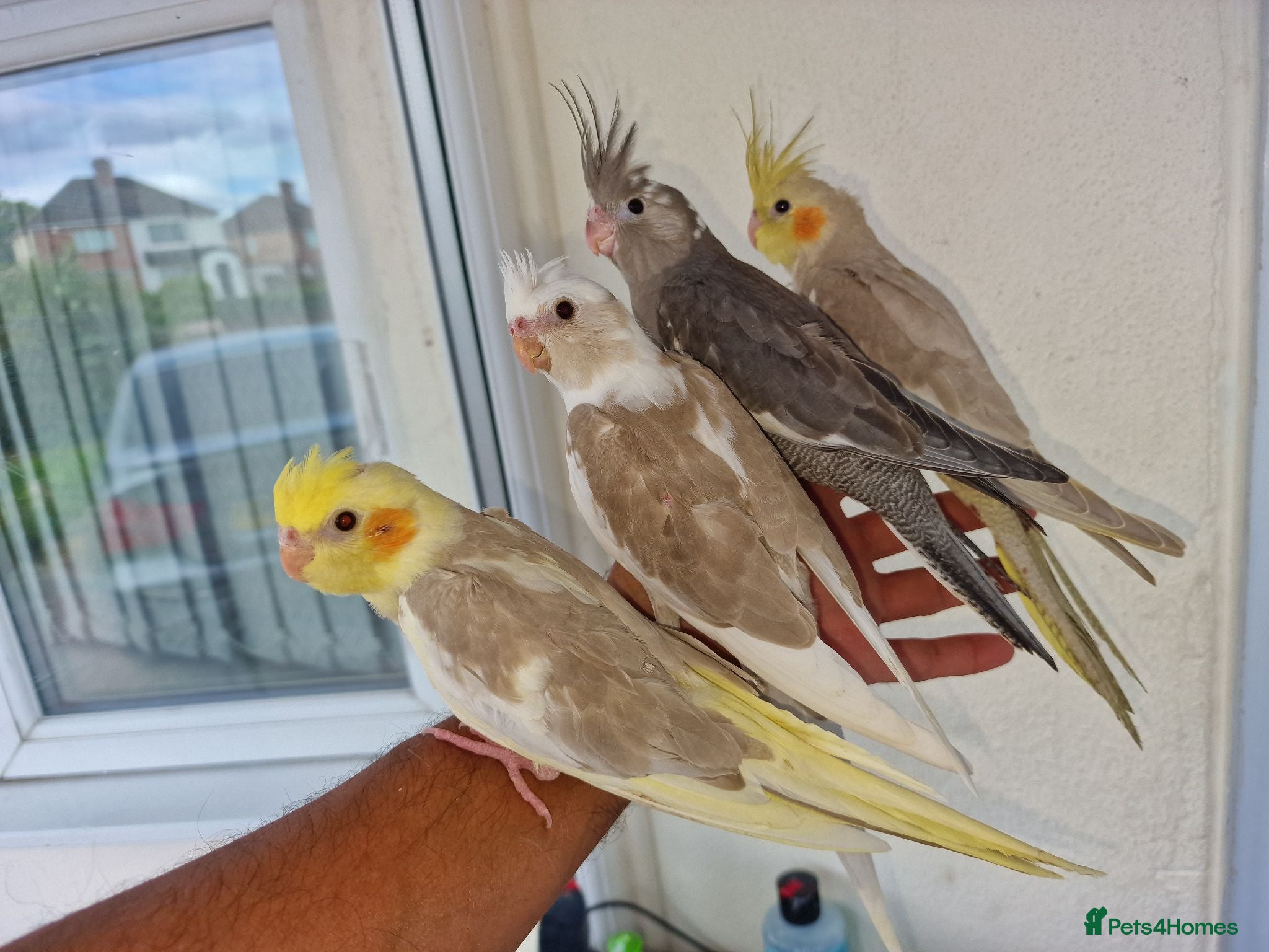 Cockatiels birds Super silly tamed baby cockatiels  - Advert 8