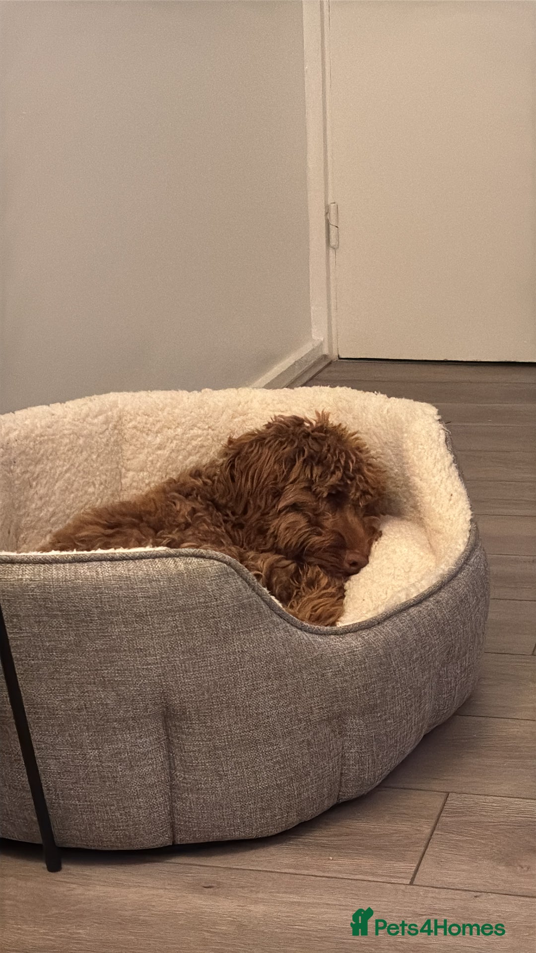 Cockapoo dogs for sale:  Beautiful Rolo - Advert 3