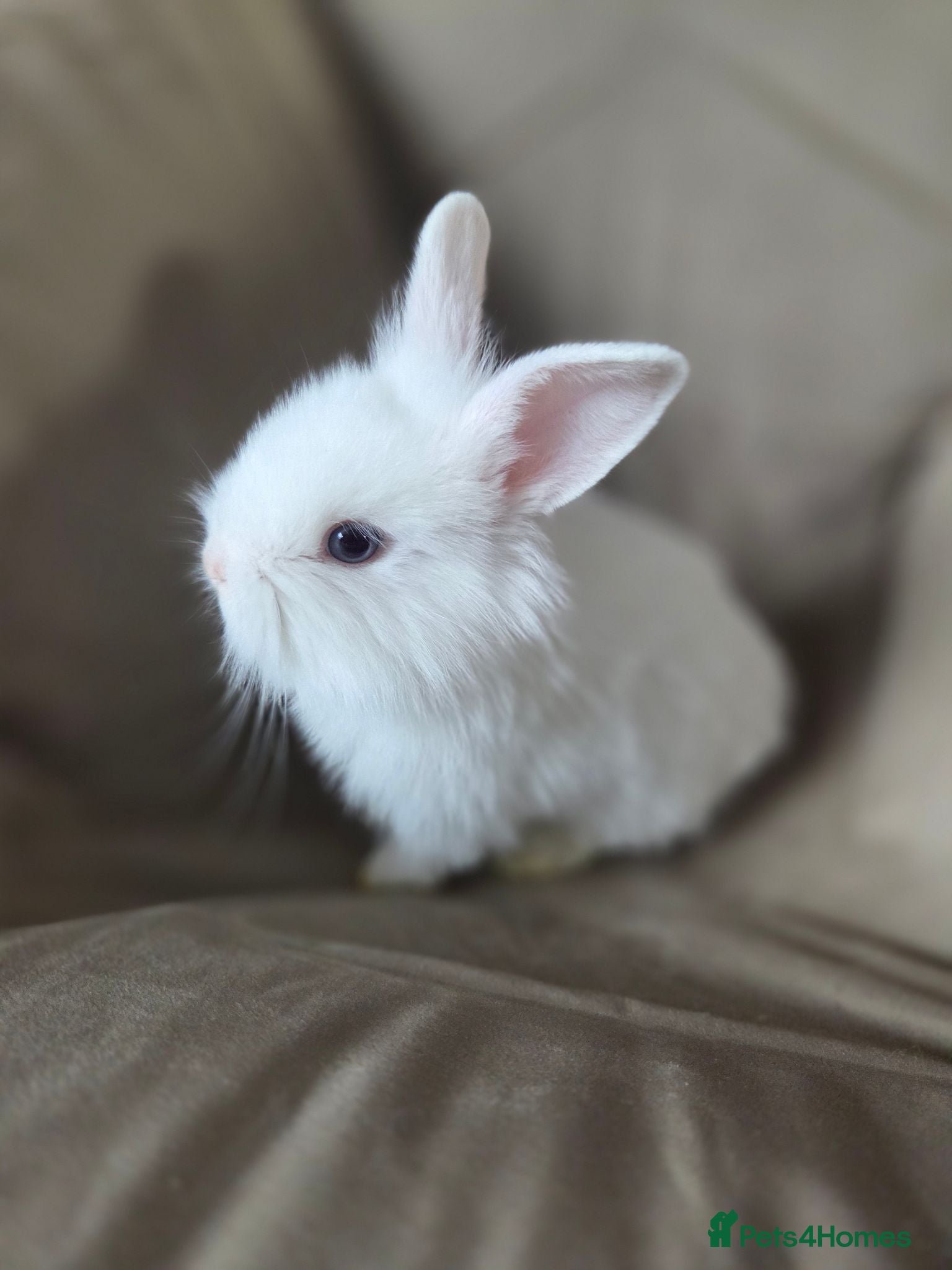 Lionhead rabbits 2 pure white baby rabbits ready to leave - Advert 2