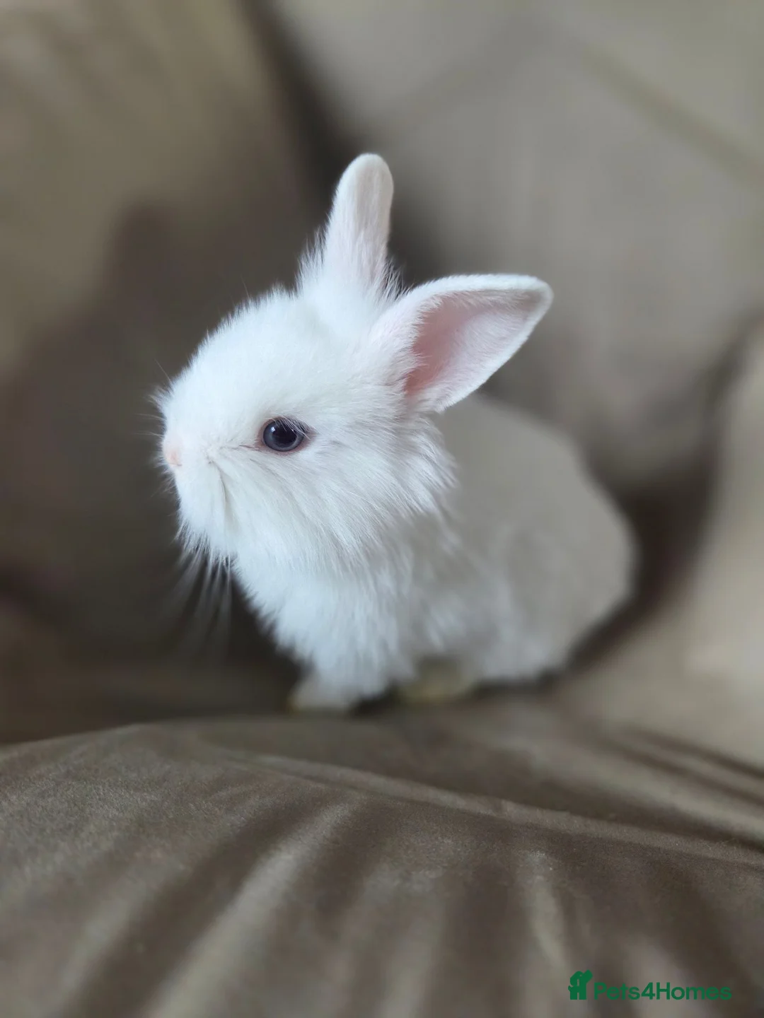 Lionhead rabbits for sale: 2 pure white baby rabbits ready to leave in Newport - Advert 1