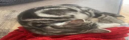 Mixed Breed cats for sale: British Shorthair X Persian  - Advert 2