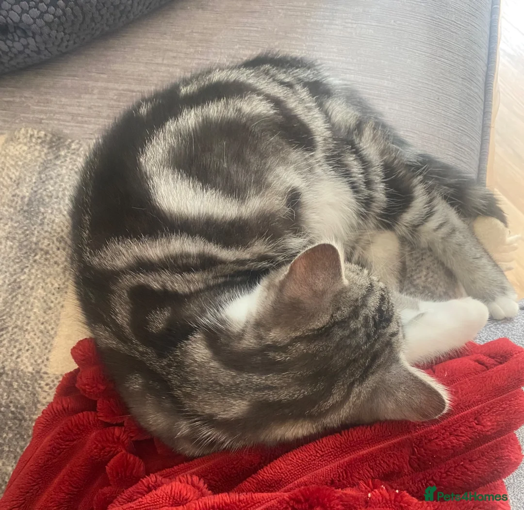 Mixed Breed cats for sale: British Shorthair X Persian  - Advert 2