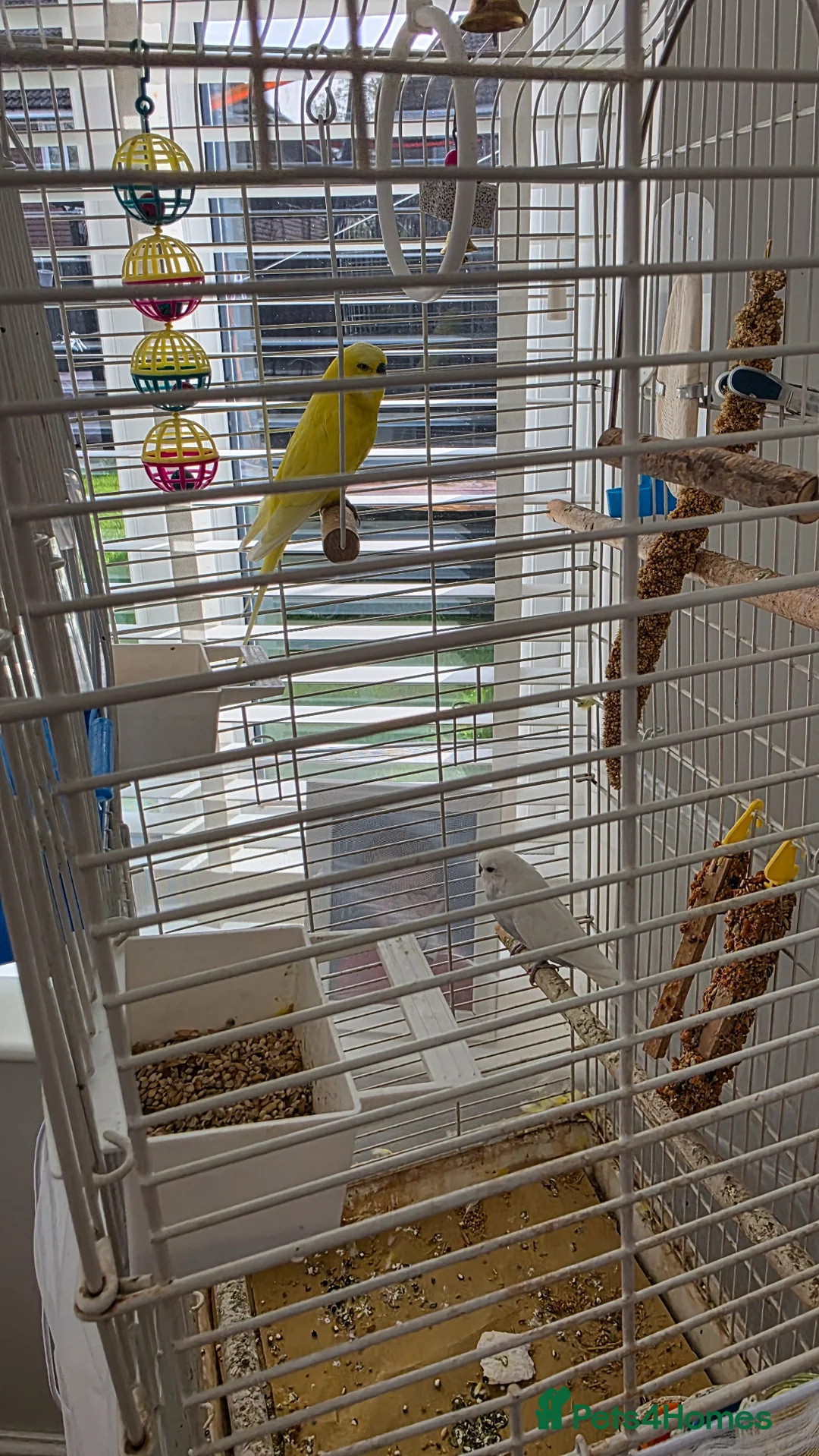 Budgerigars birds for sale: Two male budgies  in Tadley - Advert 2