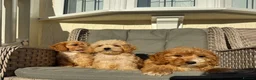 Cockapoo dogs for sale: F1 pra clear Cockapoos (council licensed) - Advert 13