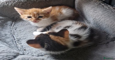 Mixed Breed cats - Advert 1