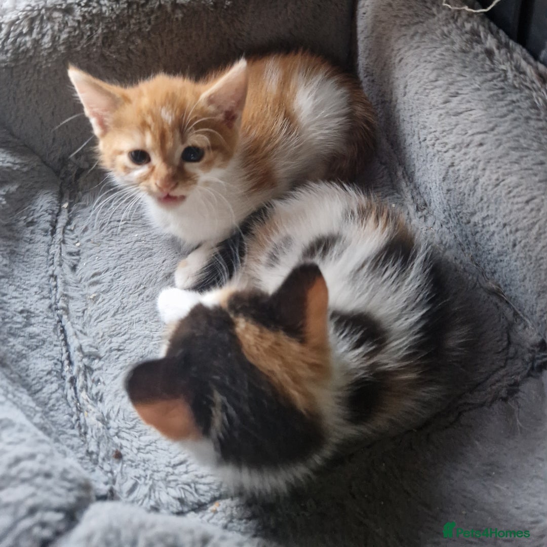 Mixed Breed cats for sale: Siberian cross ready to go!!! - Image 3