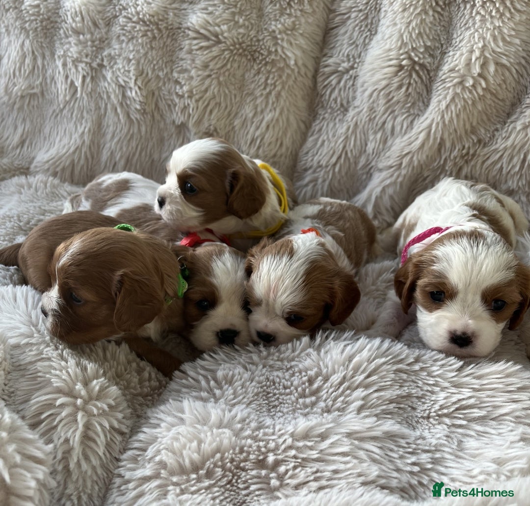 Cavalier King Charles Spaniel dogs for sale: Chocolate Carriers KC Vet Health Checked - Advert 15