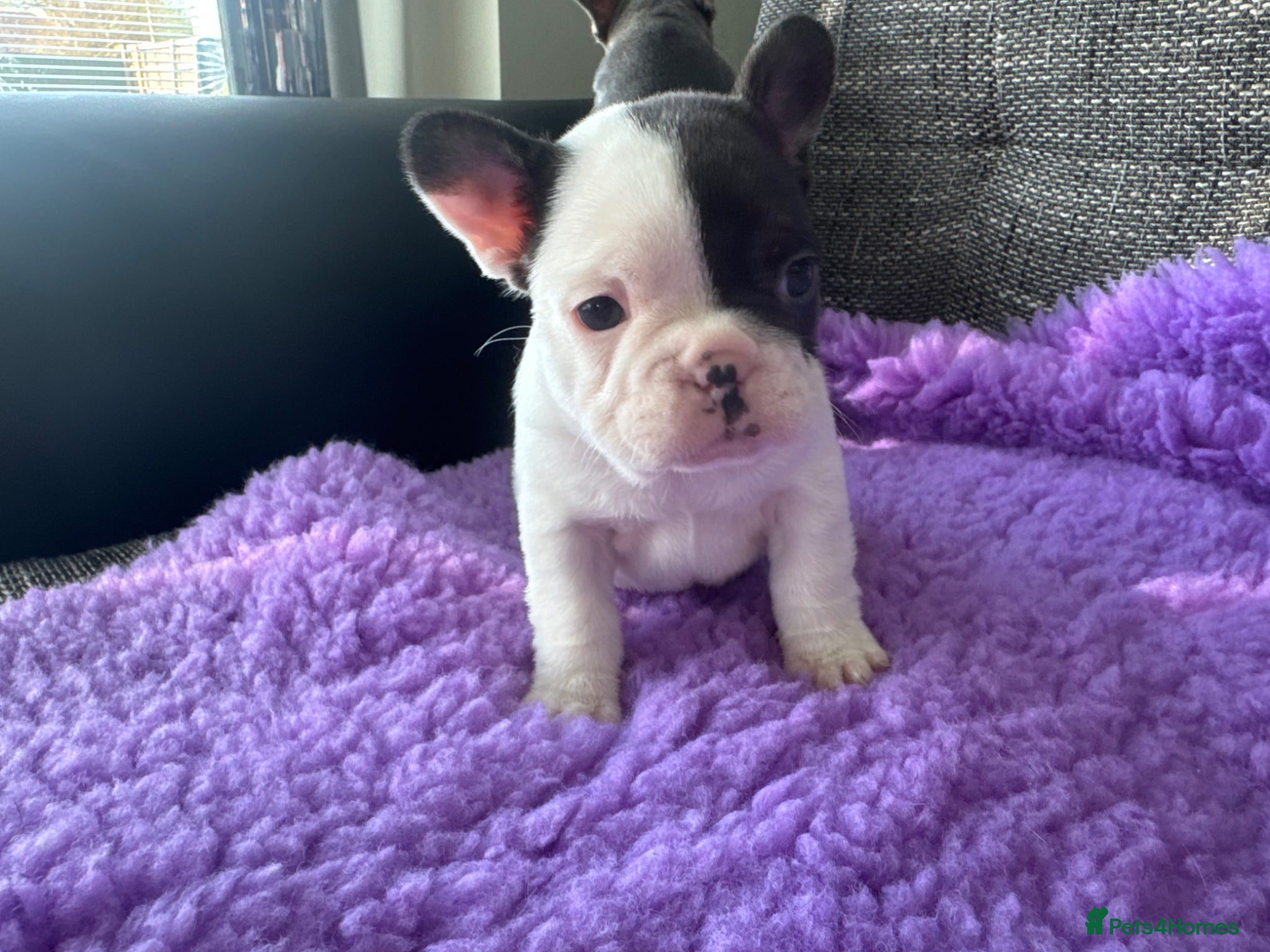 French Bulldog dogs STUNNING FRENCH BULLDOG PUPPIES - Advert 1
