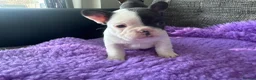French Bulldog dogs for sale: STUNNING FRENCH BULLDOG PUPPIES - Advert 21