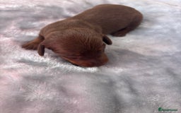 Miniature Dachshund dogs for sale: Miniature dachshund smooth hair pups  - Image 12