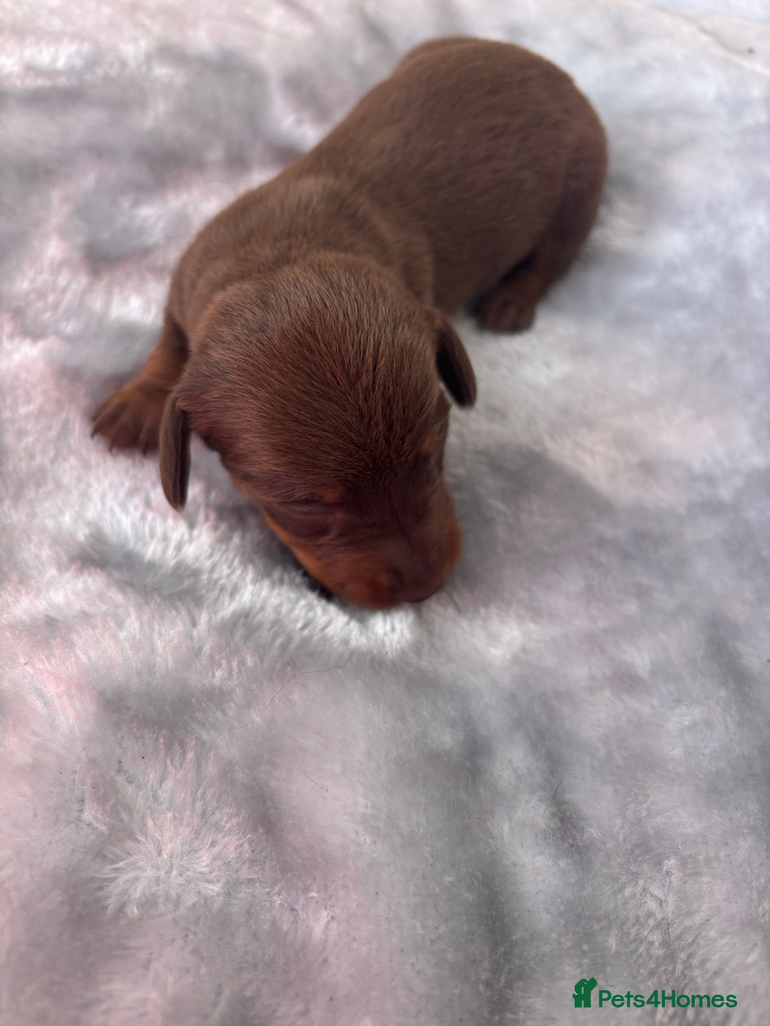Miniature Dachshund dogs for sale: Miniature dachshund smooth hair pups  - Image 12