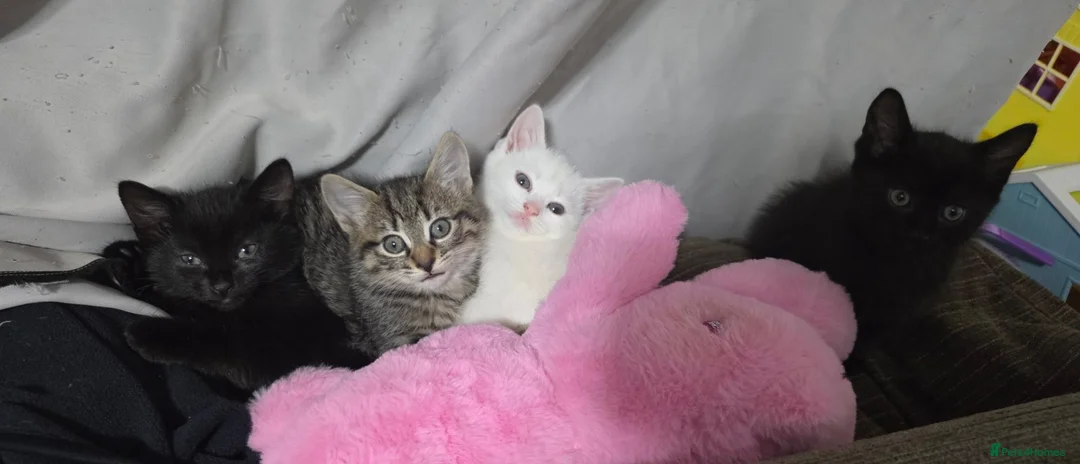 Domestic Shorthair cats for sale: 2 Kittens  - Advert 1