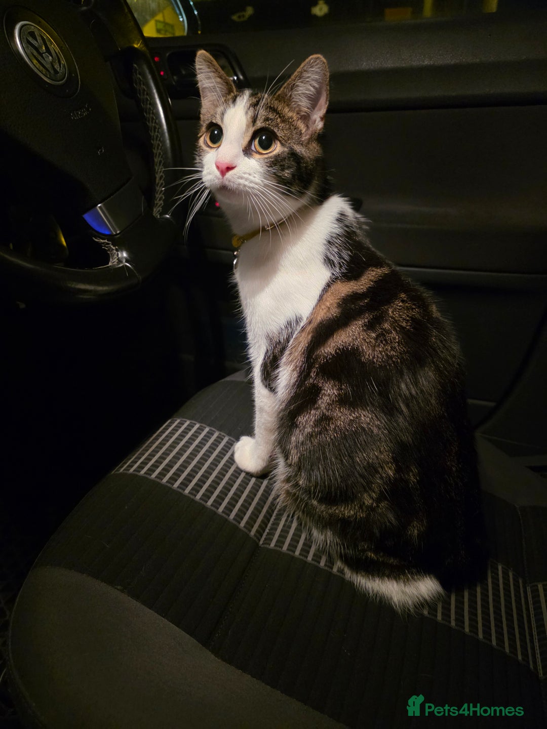 Domestic Shorthair cats for sale: 6 month Old Calico Shorthair looking for a home - Advert 4